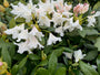 Rhododendron 'Cunningham's White' in bloei