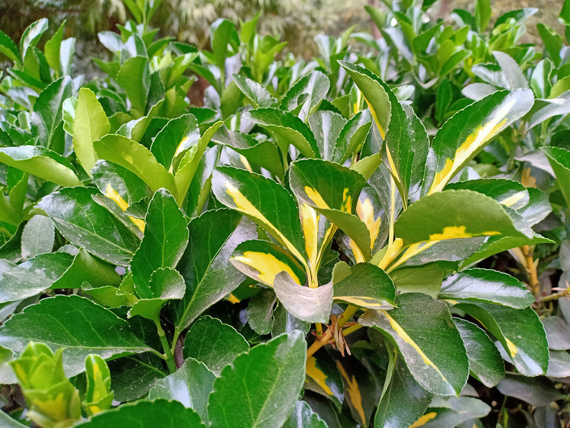 Rhododendron 'Goldflimmer' bont blad