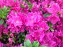 Azalea - Rhododendron Japonica 'Geisha Purple'