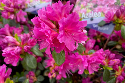 Rhododendron Japonica 'Geisha Purple'