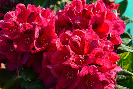 Rhododendron 'Lord Roberts'