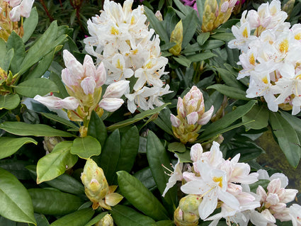 Witte bloei Rhododendron 'Madame Masson'