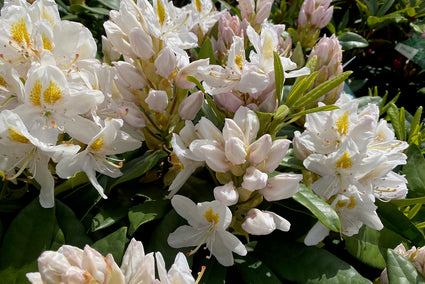 Rhododendron 'Madame Masson' in bloei