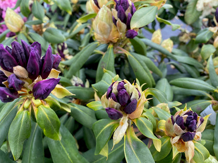 Rododendron - Rhododendron 'Marcel Menard' in de knop