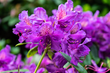 Rhododendron 'Marcel Menard'