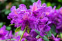 Rhododendron 'Marcel Menard'