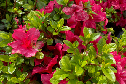 Japanse Azalea - Rhododendron 'Moederkensdag' in bloei