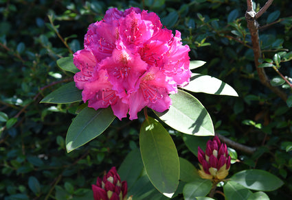 Rhododendron 'Pierce American Beauty'