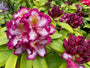 Rododendron - Rhododendron 'Pushy Purple' in bloei