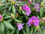 Rhododendron 'Roseum Elegans' in bloei