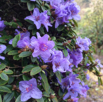 Rhododendron 'Blue Diamond'