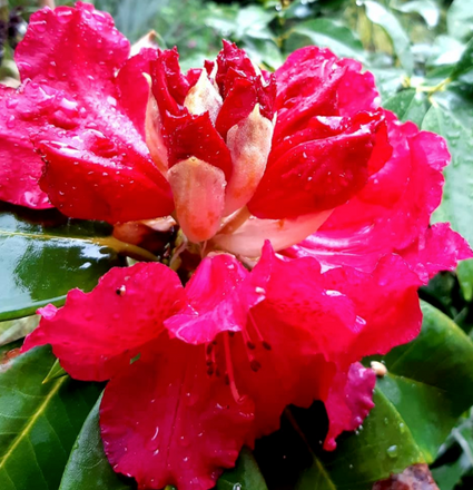 Rhododendron 'Markeeta's Prize'