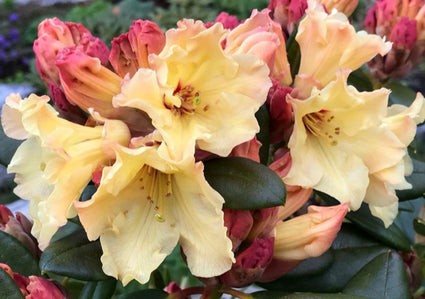 Rhododendron 'Nancy Evans'