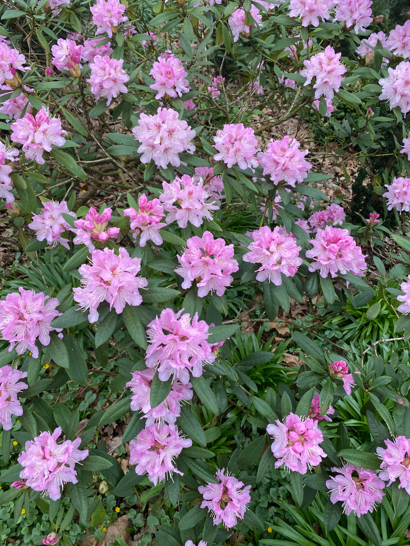 Opvallende roze bloemen - Lokt veel bijen aan