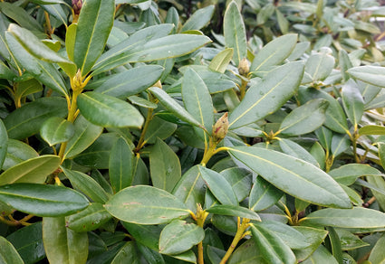 Rhododendron in de knop