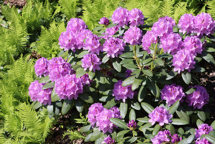 Pontische Rododendron - Rhododendron ponticum 'Lilac'