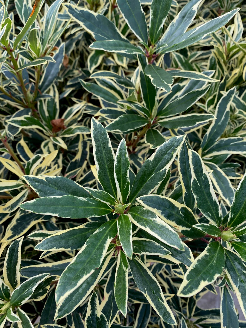 Bont blad Rhododendron ponticum 'Variegatum'