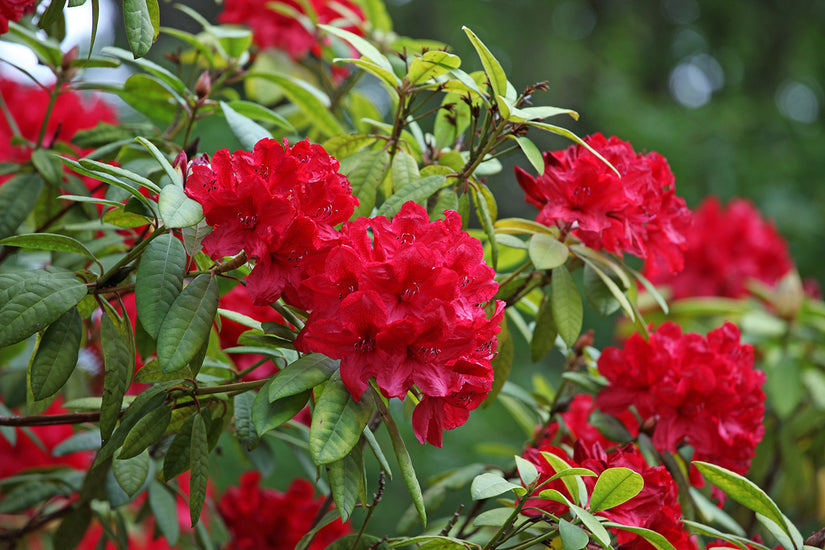 Rhododendron 'John Cairns'