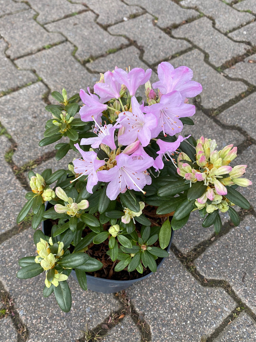 Rododendron - Rhododendron 'Snipe'