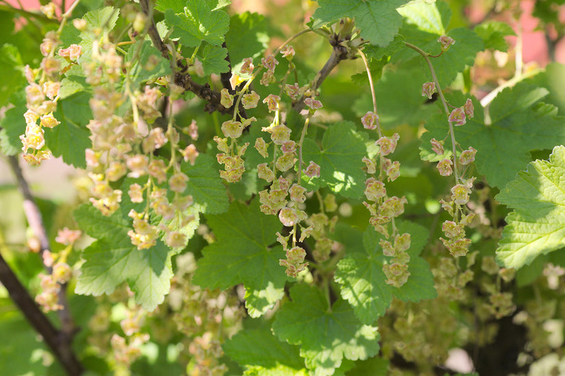  Rode Aalbes - Ribes rubrum 'Jonkheer van Tets' in bloei