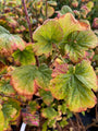 Foto oktober Rode Ribes - Ribes sanguineum 'King Edward VII'