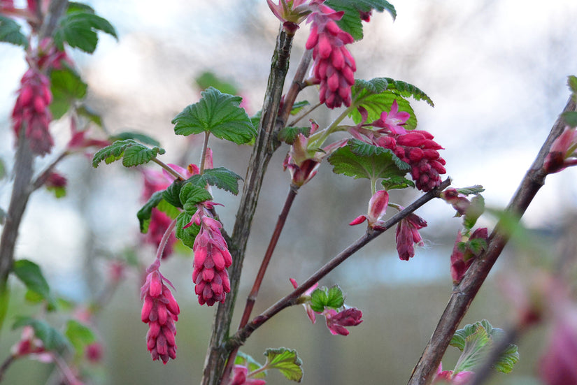 Rode Ribes - Ribes sanguineum in maart