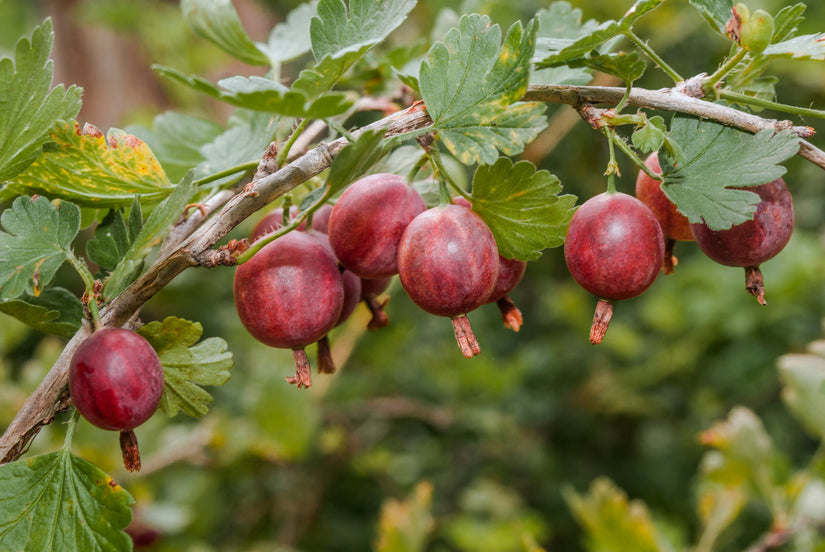 Ribes uva-crispa 'Spinefree'- Rode kruisbes.jpg