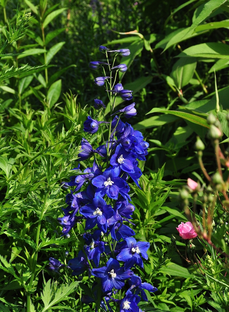 Ridderspoor in uw tuin