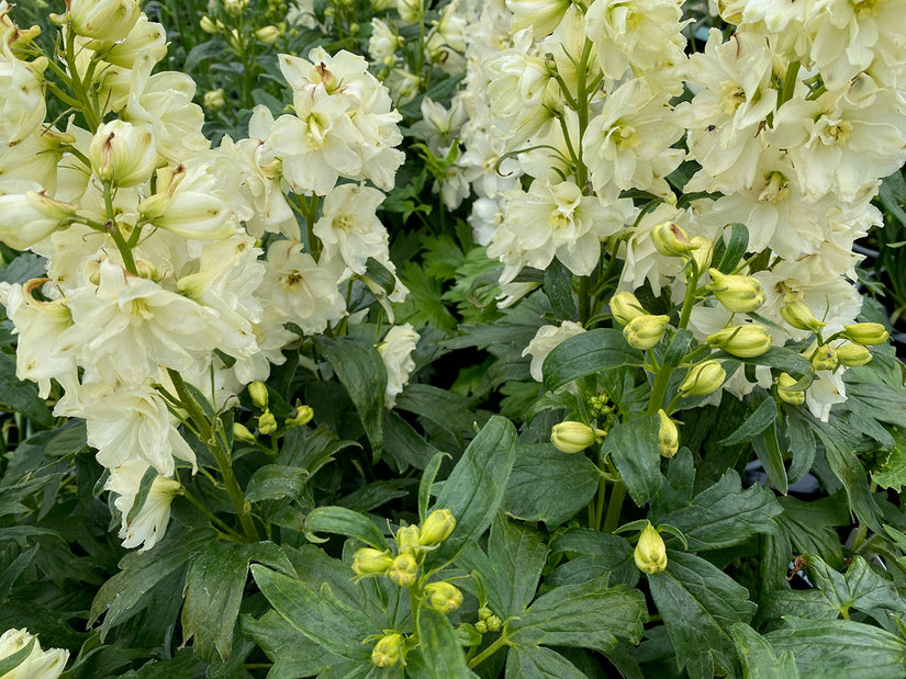 Ridderspoor - Delphinium Delgenius 'Neva'