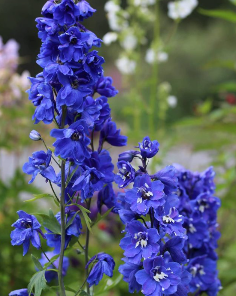 Ridderspoor - Delphinium 'Blue Bird' bloeiwijze