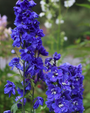 Ridderspoor - Delphinium 'Blue Bird' 