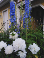 Ridderspoor - Delphinium 'Blue Bird' combineren