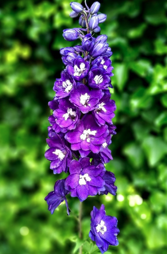 Ridderspoor - Delphinium 'King Arthur'