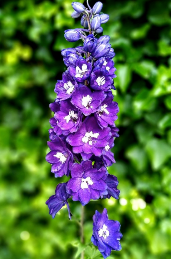 Ridderspoor - Delphinium 'King Arthur' onderdeel van borderpakket