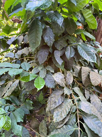 Robusta koffie - Coffea canephora