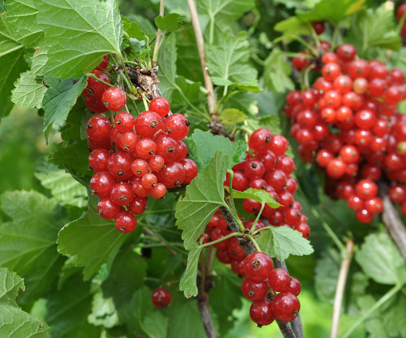 Rode aalbes - Ribes Rubrum