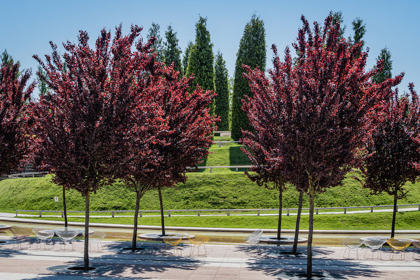 Compacte boom Rode Kerspruim - Prunus Cerasifera 'Nigra'