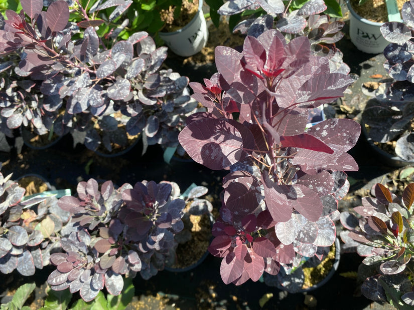 Cotinus coggygria 'Royal Purple'