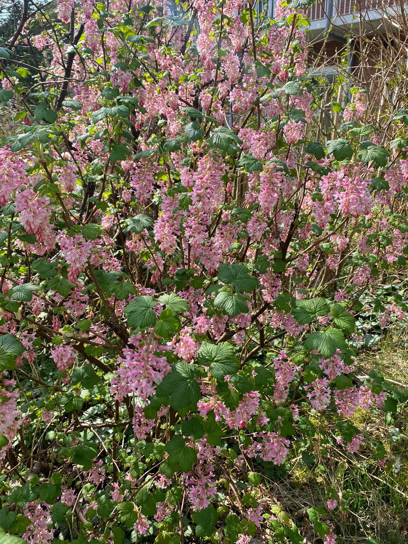 Rode Ribes - Ribes sanguineum 'King Edward VII' eetbare tuinplanten