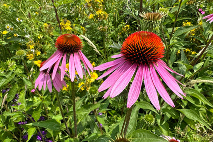 Rode Zonnehoed - Echinacea purpurea 'Magnus' in bloei