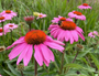 Echinacea magnus tuinplantenpakket