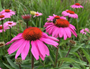 Rode Zonnehoed - Echinacea purpurea 'Magnus'