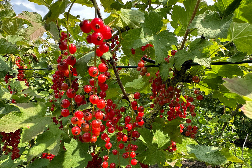 Rode Aalbessen van Ribes rubrum 'Jonkheer van Tets'