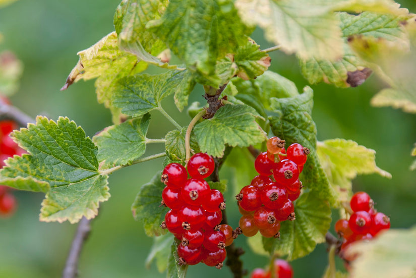 Rode aalbes - Ribes Rubrum