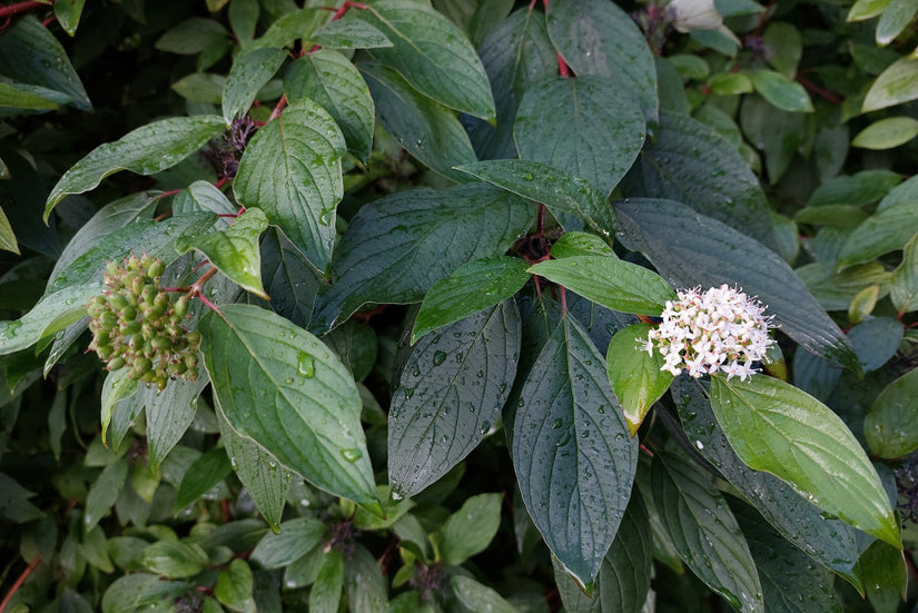 Rode kornoelje - Cornus sanguinea in september