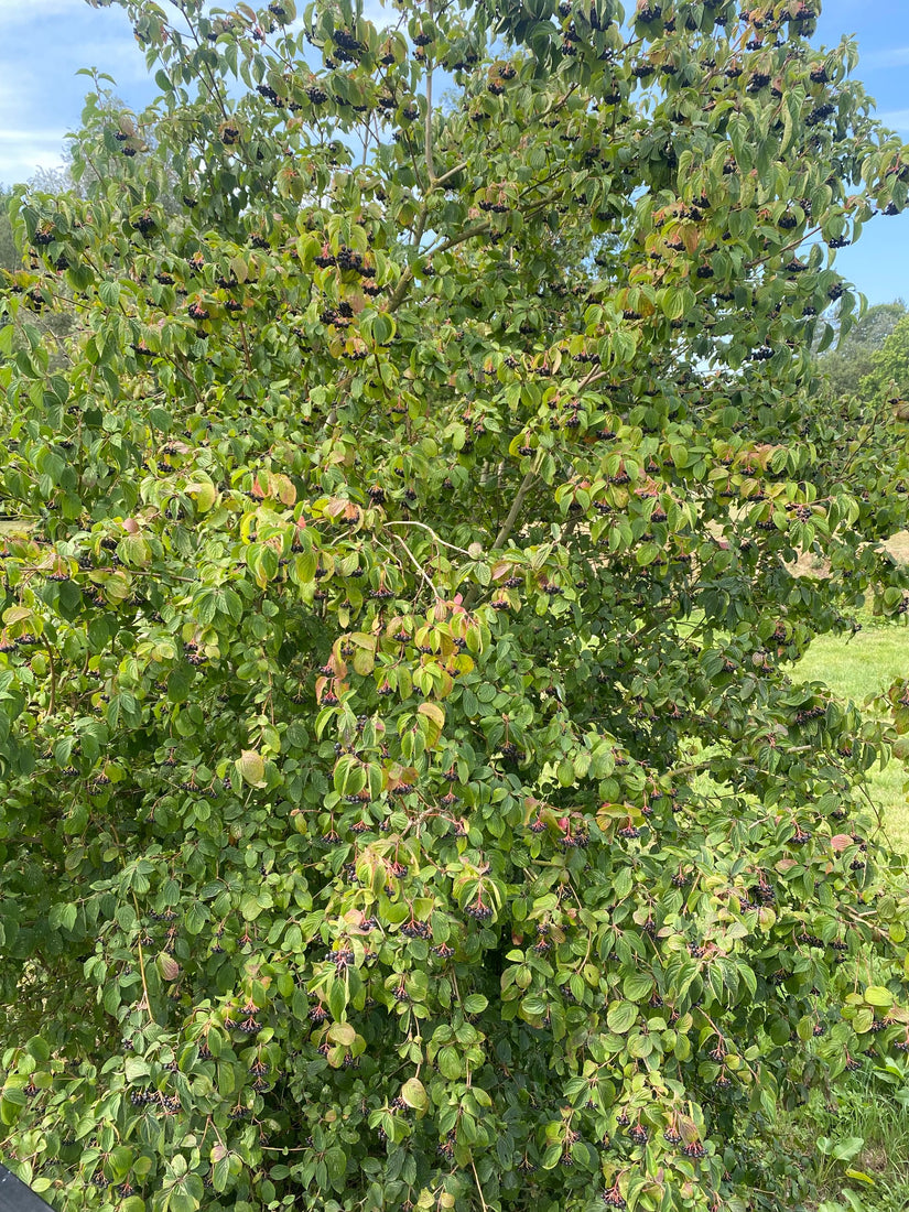 Rode kornoelje - Cornus sanguinea