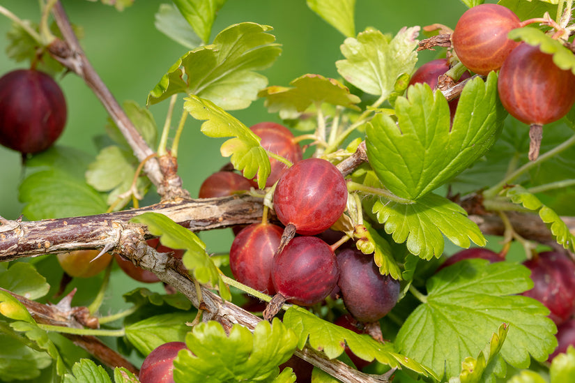 Rode kruisbes - Ribes uva Crispa