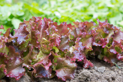 Rode krulsla (Lollo rossa) - Lactuca sativa