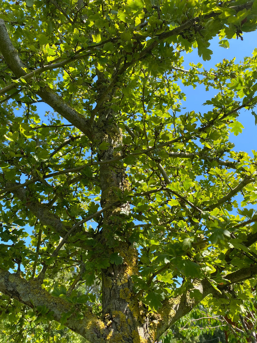 Tweestijlige meidoorn - Crataegus laevigata