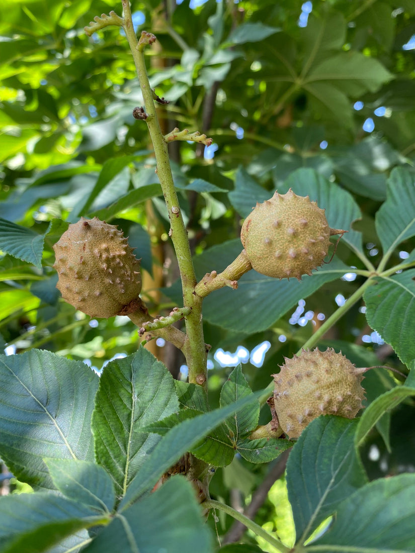 Vrucht Rode paardenkastanje - Aesculus carnea